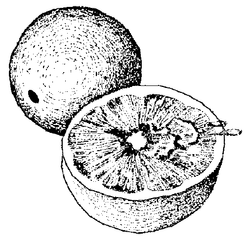 Grapefruit